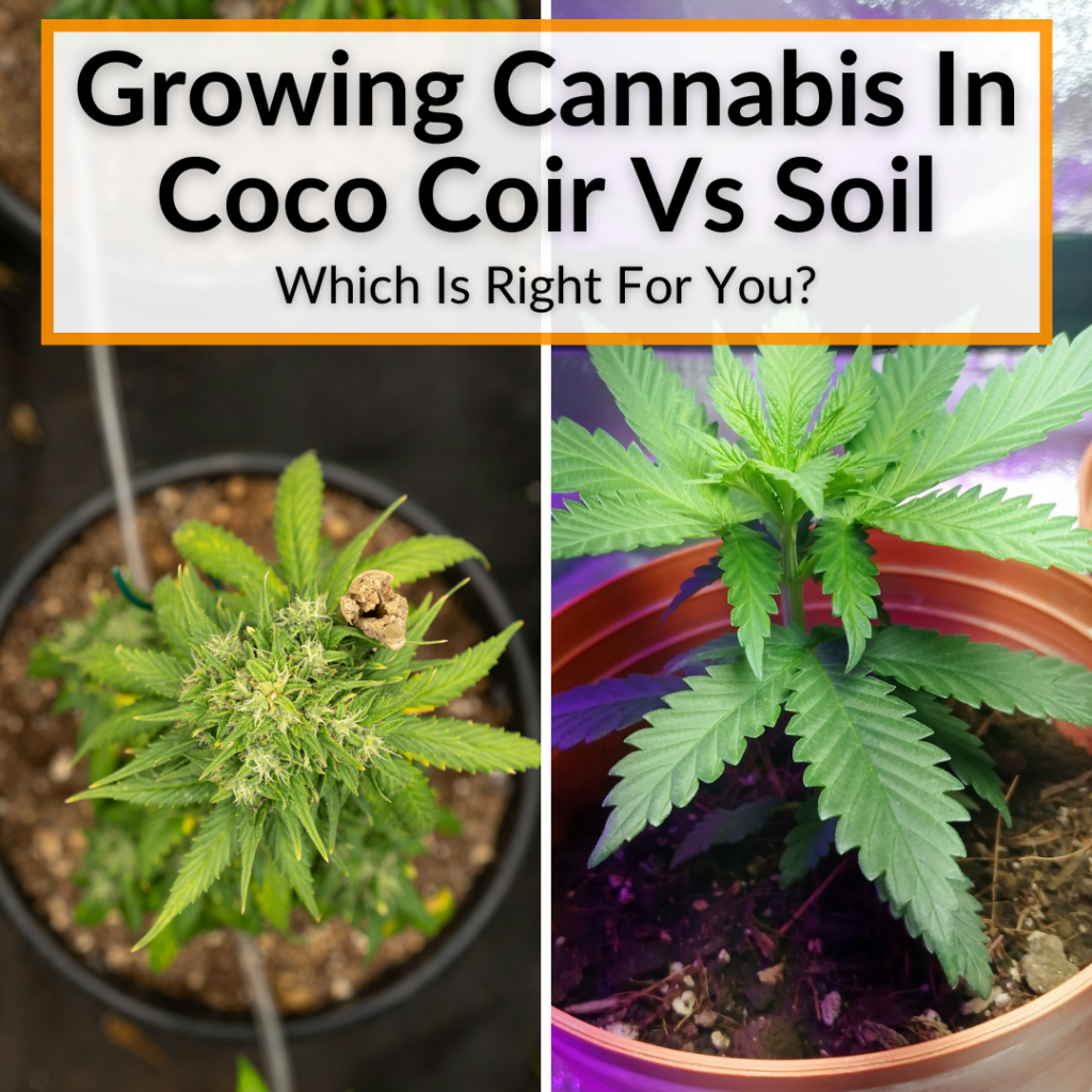 Growing Cannabis In Coco Coir Vs Soil