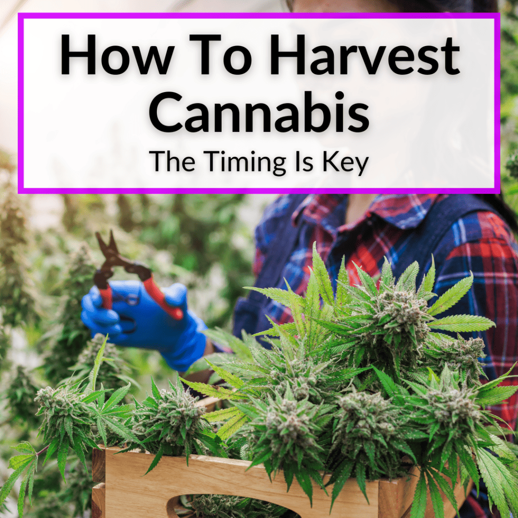 How To Harvest Cannabis