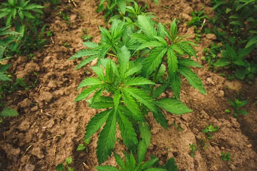 marijuana plants growing in soil