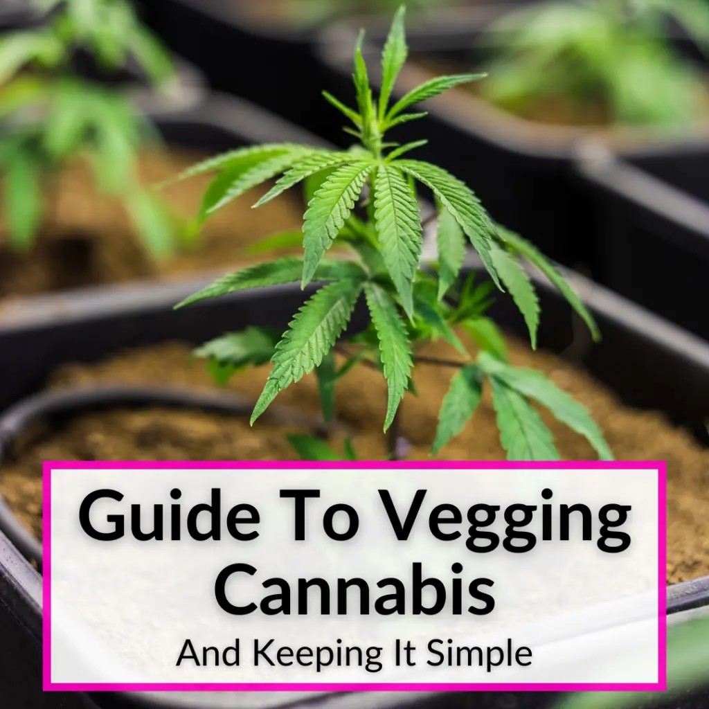 vegging cannabis