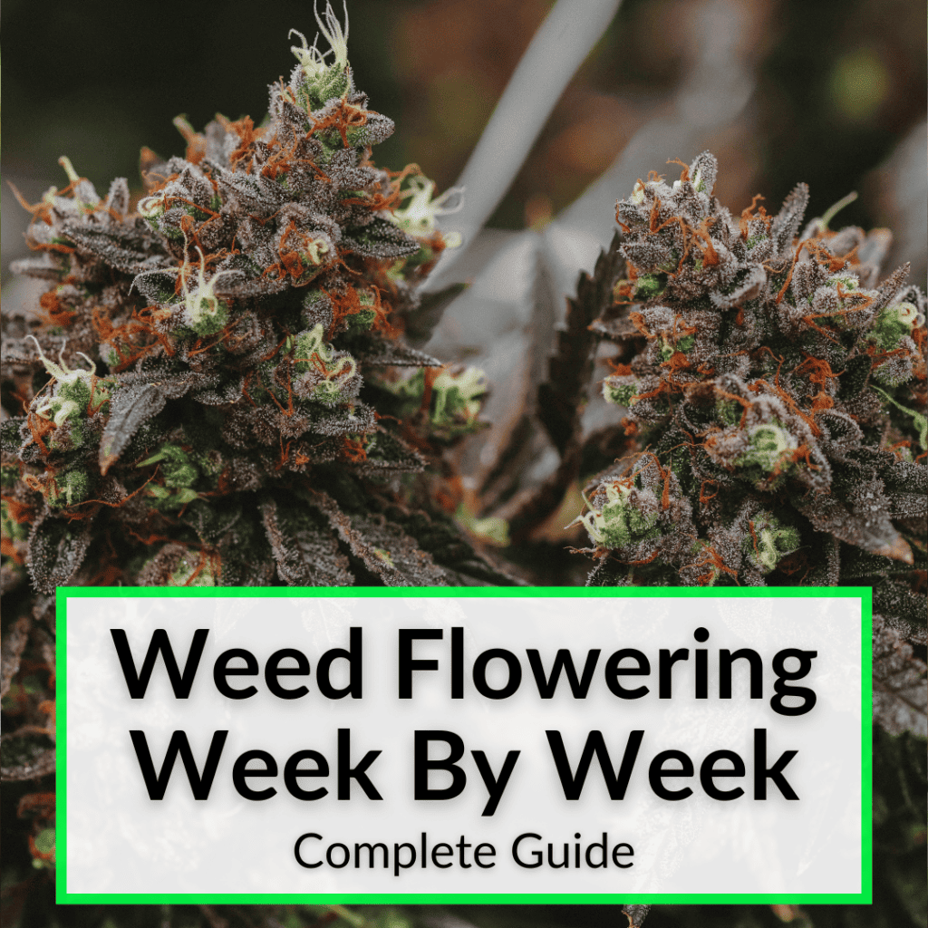 Weed Flowering Week By Week