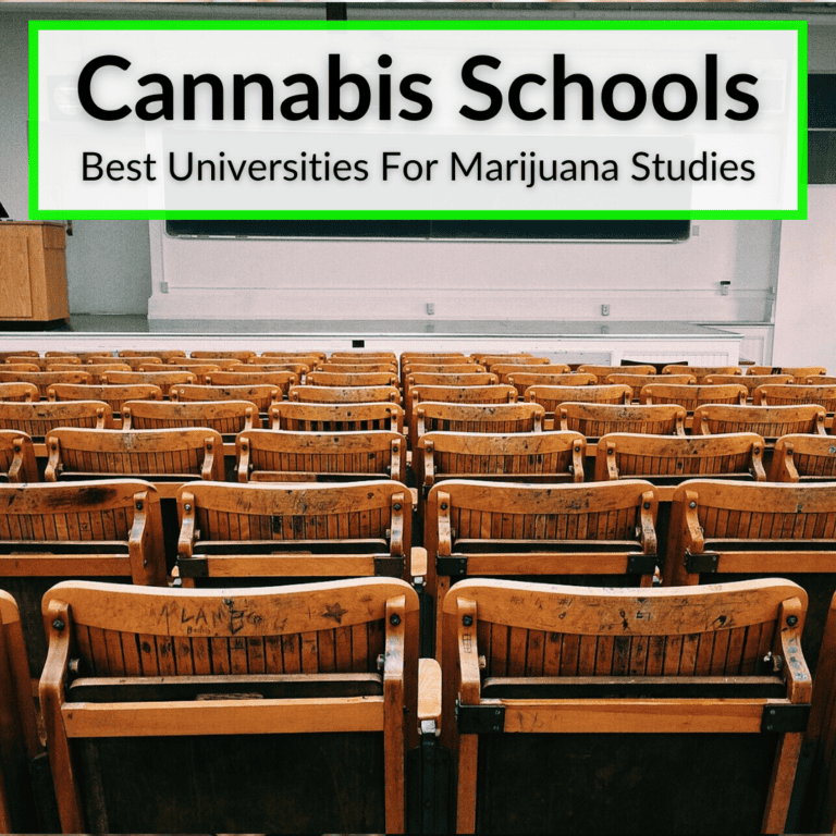 Cannabis Schools 10 Best Universities For Marijuana Studies