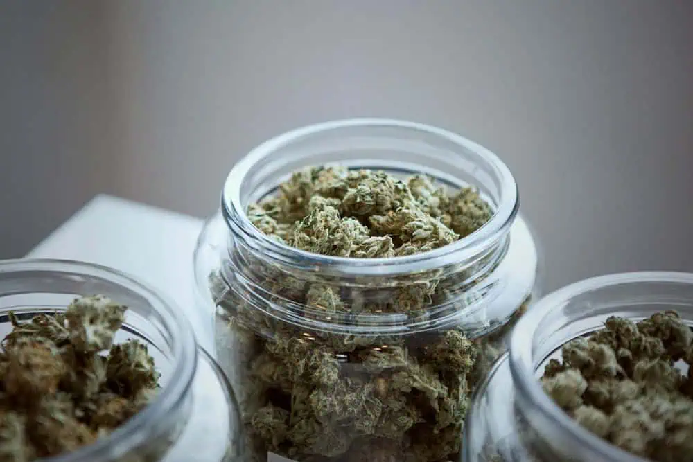cannabis strains in jars