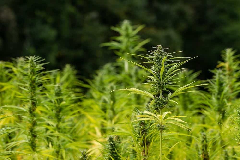 huge cannabis field