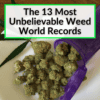 Weed World Records