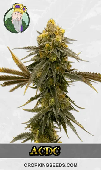 ACDC Strain Marijuana Seeds