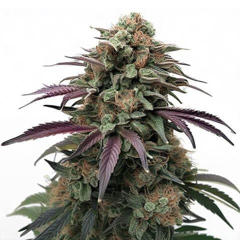 Apple Fritter Feminized Seeds