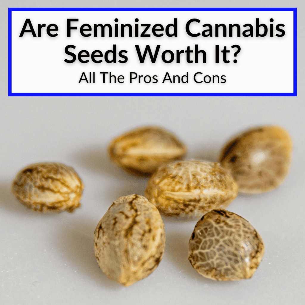 Are Feminized Cannabis Seeds Worth It