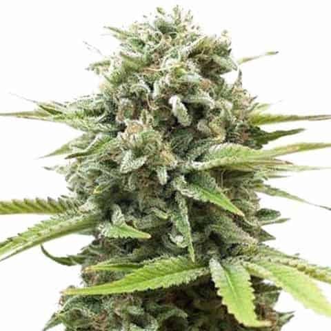 Fire OG Feminized Seeds