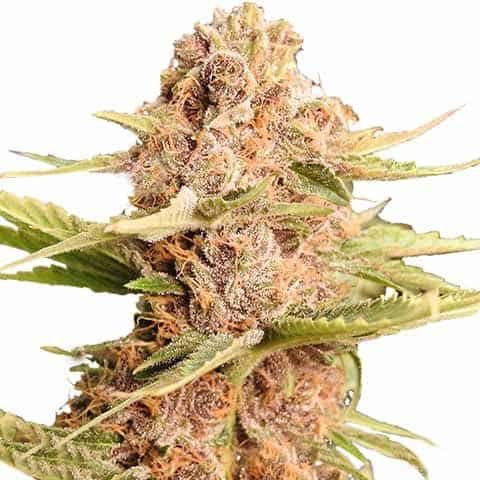 Girl Scout Cookies Extreme Cannabis Seeds