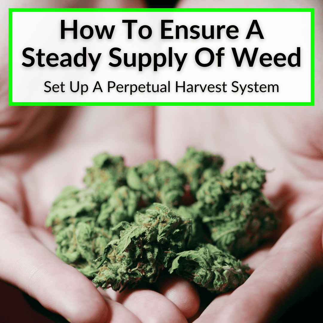 How To Ensure A Steady Supply Of Weed