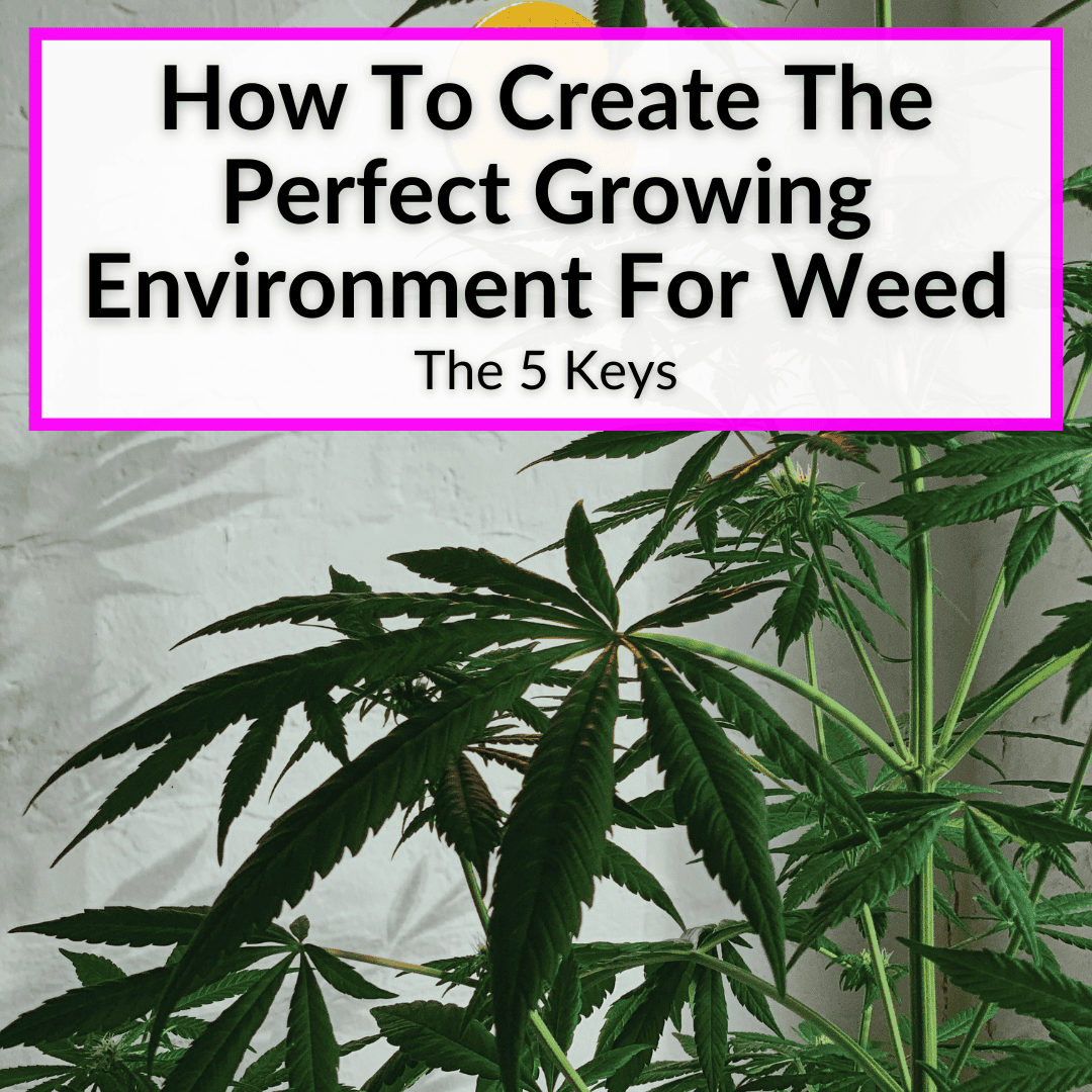 Create The Perfect Growing Environment For Weed