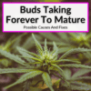 Buds Taking Forever To Mature