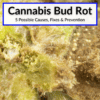 Cannabis Bud Rot