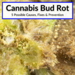 Cannabis Bud Rot