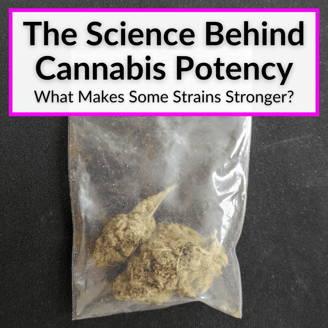 cannabis potency