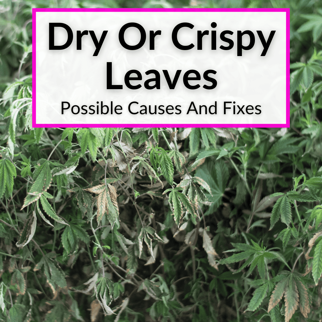 Dry Or Crispy Leaves