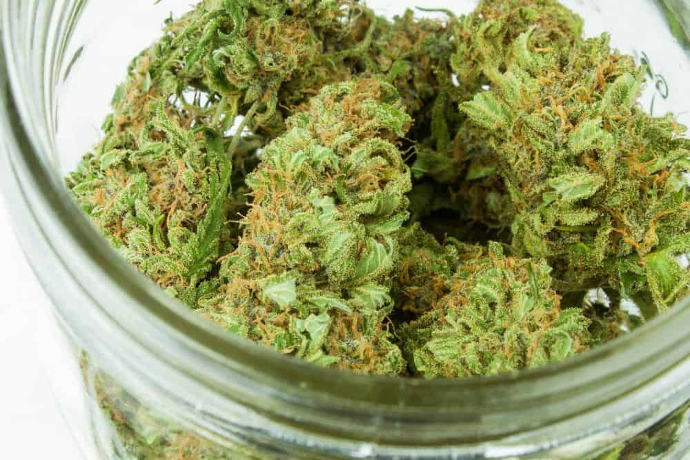 yield of marijuana buds in glass jar