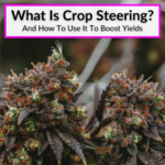 What Is Crop Steering