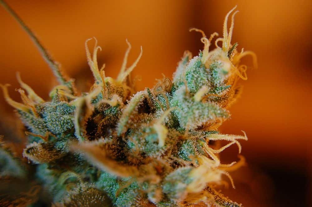 cannabis bud with sugar leaves