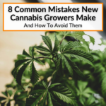 Common Mistakes New Cannabis Growers Make