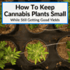 How To Keep Cannabis Plants Small