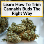 How To Trim Cannabis Buds