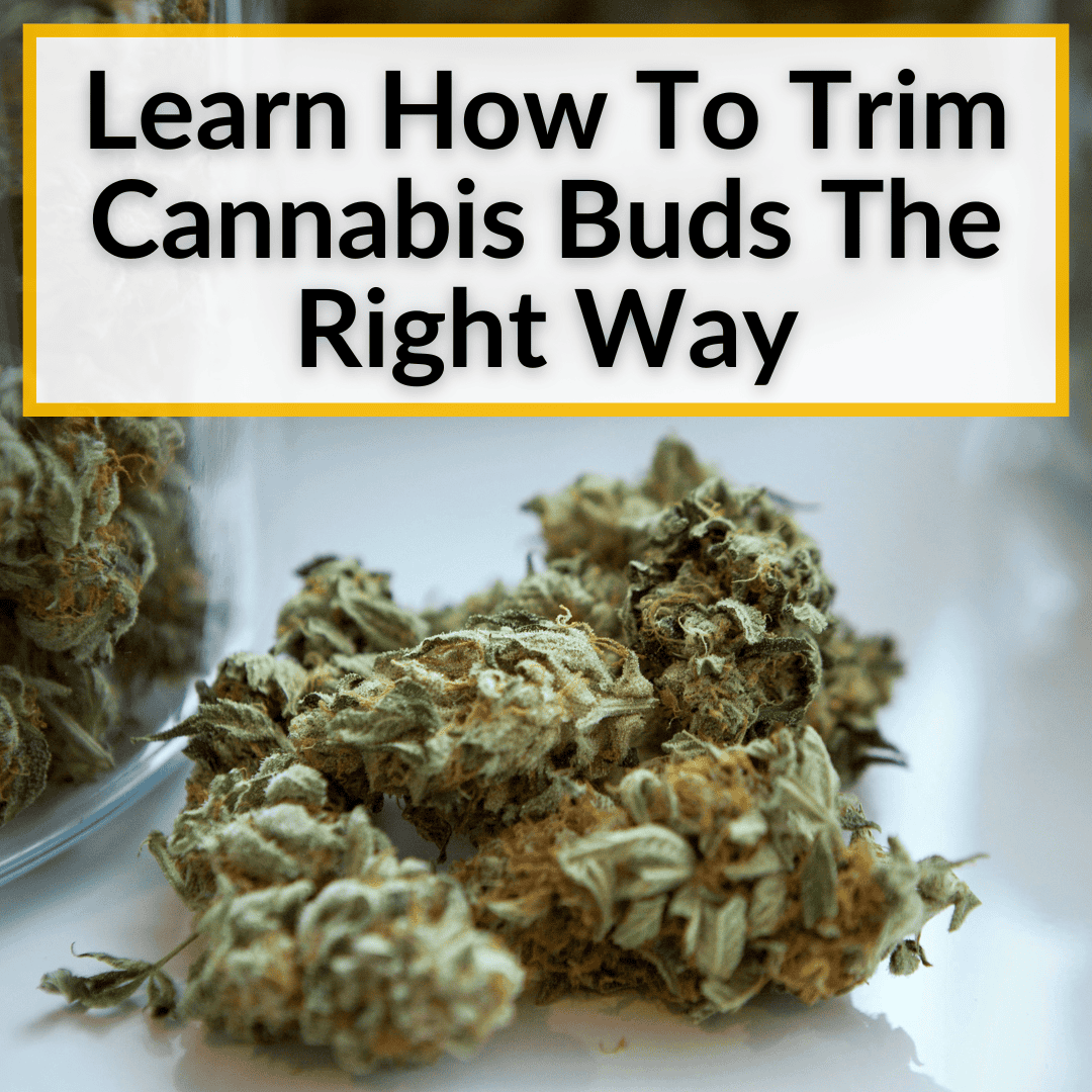 How To Trim Cannabis Buds