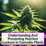 Nutrient Lockout In Cannabis Plants