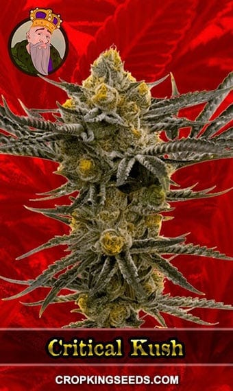 Critical Kush Feminized Marijuana Seeds