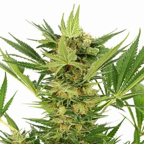 AK-47 Feminized Seeds