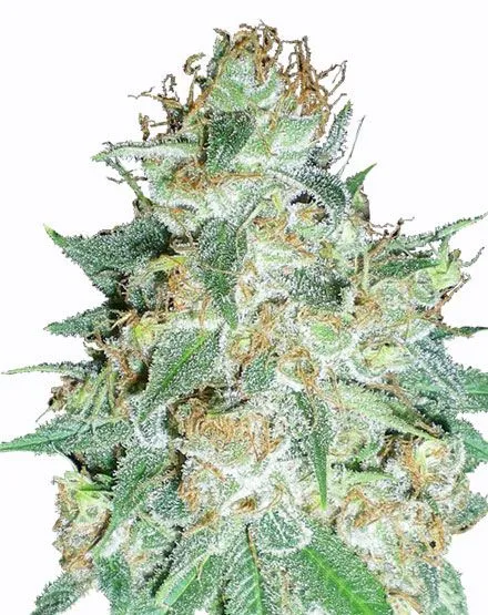 Aurora Indica Feminized Seeds