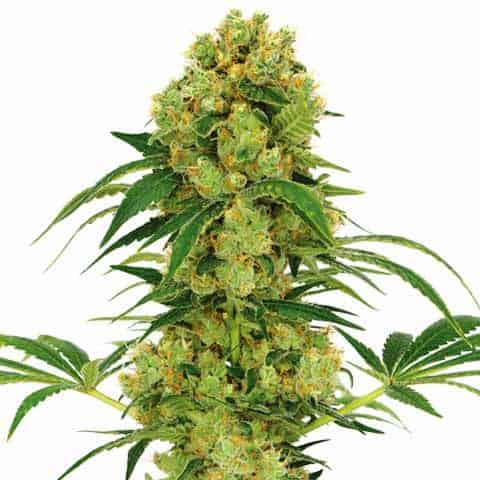 Big Bud Feminized Seeds