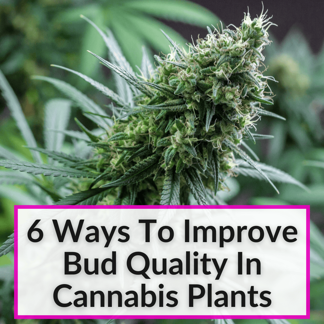 Improve Bud Quality In Cannabis Plants