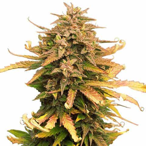 Moby Dick Feminized Seeds