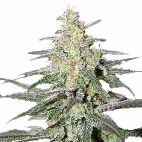 Super Silver Haze Feminized Seeds