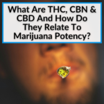 thc cbn cbd and marijuana potency