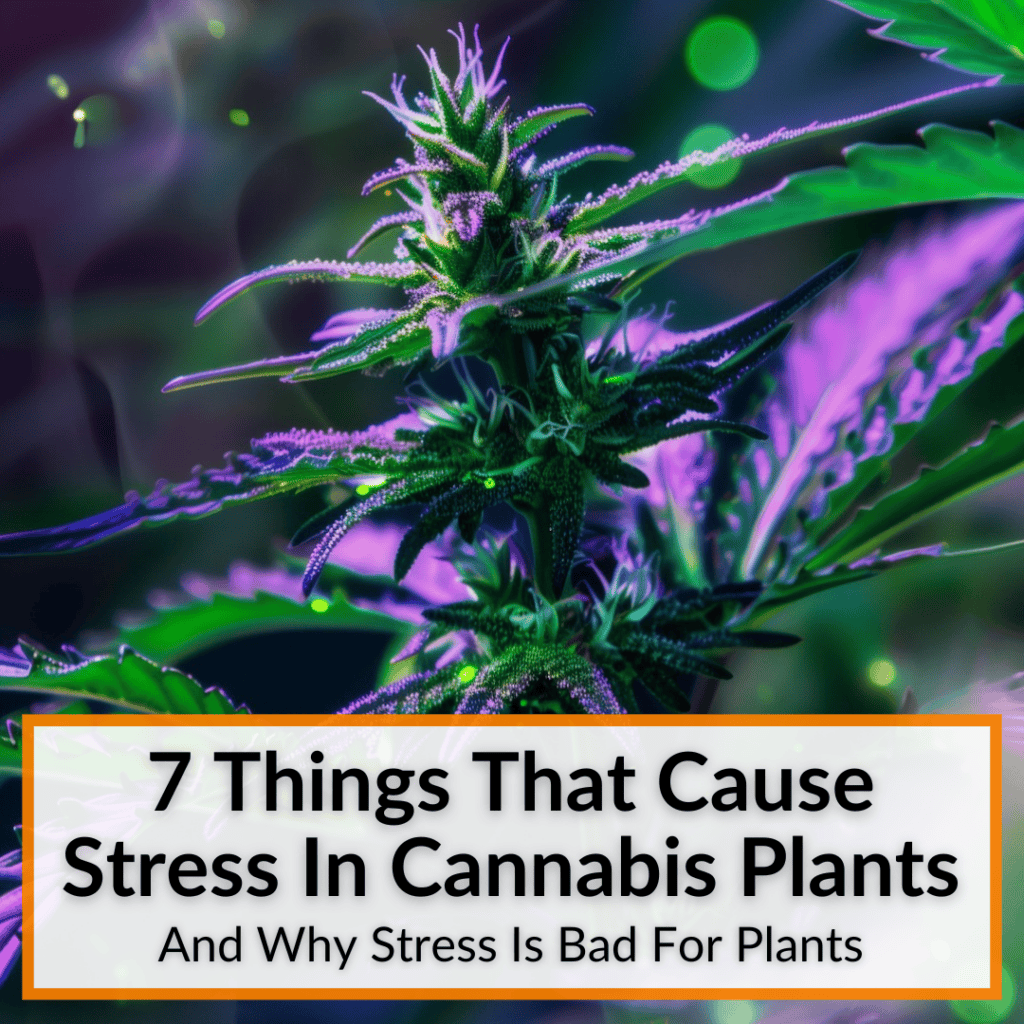 Things That Cause Stress In Cannabis Plants