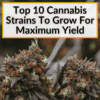 Top 10 Strains For Maximum Yield