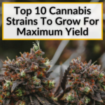 Top 10 Strains For Maximum Yield